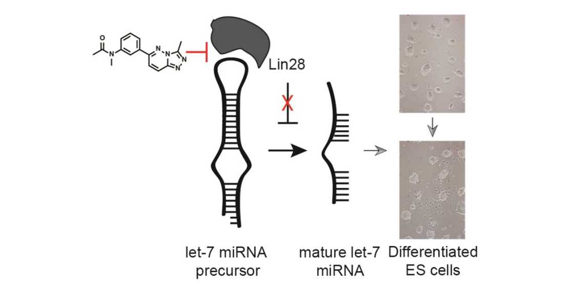 Link to subpage "Graphical abstract LIN28 protein-RNA interaction as drug target"