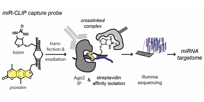 Link to subpage "MicroRNA Targetomes"