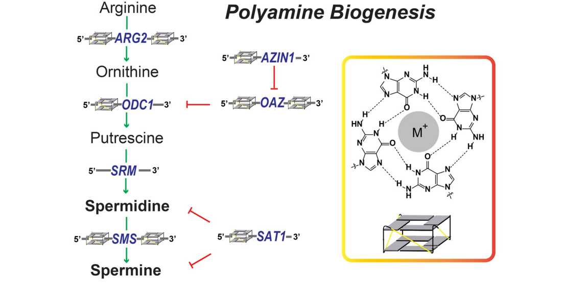 Link to subpage "RNA G-quadruplexes"