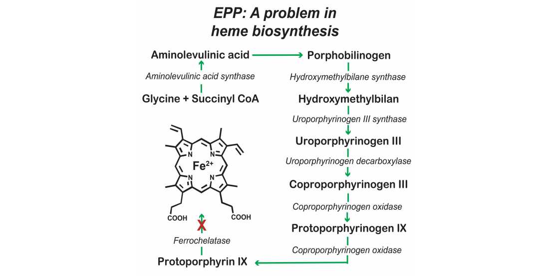 Link to subpage "Treatments for erythropoietic protoporphyrria"